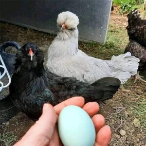 Easter Egger