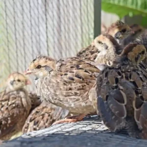 Quail Breed